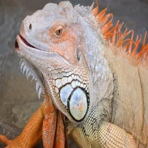 Foto de Aquaworld Aquarium & Reptile Rescue Centre