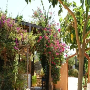 Foto de Cretan Olive Oil Farm